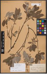 Salix bebbiana Sarg.